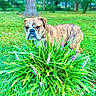 dog, boxer, pet, animal, outdoor, garden, grass, flowers, purple_flowers, greenery, park, nature, brindle, wrinkled_face, short_hair, standing, portrait, canine, summer, backyard