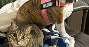 Willow is registered to the contest to win money with this photo: dog, cat, bulldog, tabby_cat, brindle, pet, animal, harness, pink_harness, indoor, chair, leather, blanket, checkered_blanket, cozy, sitting, portrait, wide_eyes, funny_expression, companionship