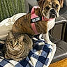 dog, cat, bulldog, tabby_cat, brindle, pet, animal, harness, pink_harness, indoor, chair, leather, blanket, checkered_blanket, cozy, sitting, portrait, wide_eyes, funny_expression, companionship