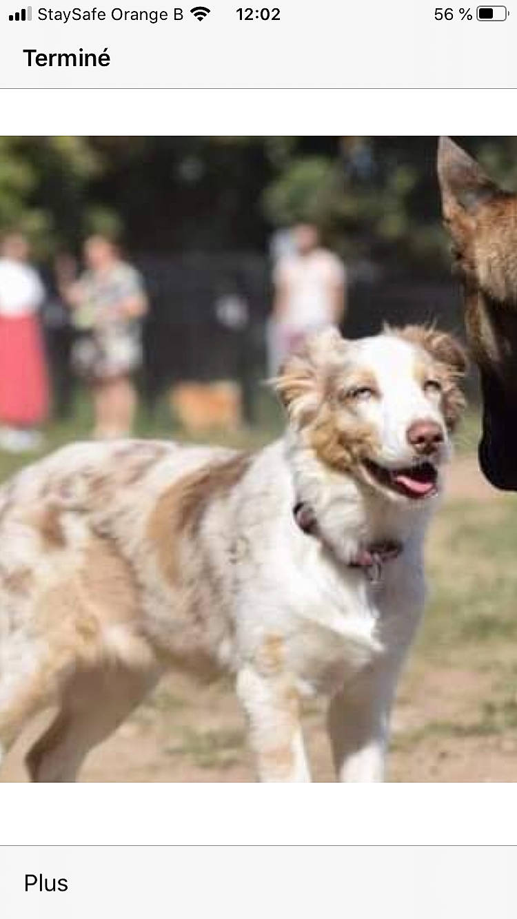 Honey a rejoint le concours — aidez-le/la à gagner de superbes lots ! australian_shepherd, border_collie, canidae, carnivore, companion_dog, dog, dog_breed, mammal, rare_breed_dog, sporting_group, vertebrate, working_dog