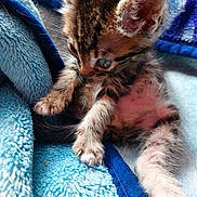 Simba a rejoint le concours — aidez-le/la à gagner de superbes lots ! kitten, tabby, cat, feline, pet, animal, paw, fur, blue_blanket, cozy, soft, cute, young, small, whiskers, ears, sleepy, indoor, close_up, resting