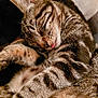 Simba participe au concours pour gagner de l'argent avec cette photo : adorable, animal, cat, close_up, cozy, cute, domestic_animal, feline, fur, indoor, nap, pet, relaxed, resting, sleeping, soft, striped, tabby, tongue_out, whiskers
