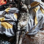 Simba participe au concours pour gagner de l'argent avec cette photo : cat, cats, kitten, sleeping, relaxed, blanket, cozy, fur, striped_cat, tabby, pet, animal, indoor, resting, cute, whiskers, paws, soft, comfort, home