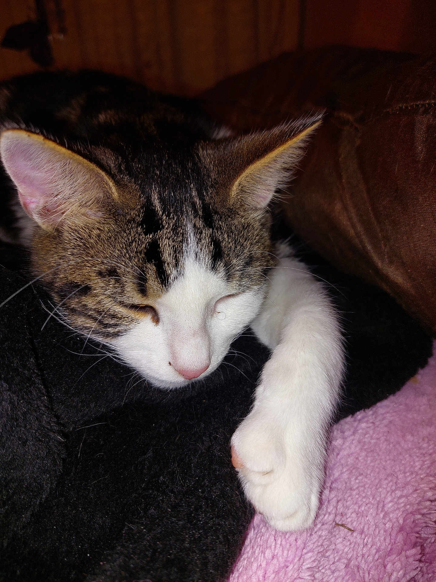 Oreo participe au concours pour gagner de l'argent avec cette photo : cat, tabby, white_paw, sleeping, cozy, blanket, soft_texture, indoor, close_up, whiskers, pink_nose, relaxed, feline, fur, pet, resting, animal, cute, comfort, peaceful