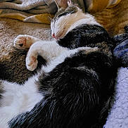 Oreo a rejoint le concours — aidez-le/la à gagner de superbes lots ! cat, sleeping, fur, paws, blanket, cozy, resting, domestic_animal, pet, whiskers, indoor, feline, soft, relaxation, comfort, closeup, nap, animal, cute, peaceful