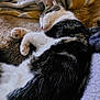cat, sleeping, fur, paws, blanket, cozy, resting, domestic_animal, pet, whiskers, indoor, feline, soft, relaxation, comfort, closeup, nap, animal, cute, peaceful
