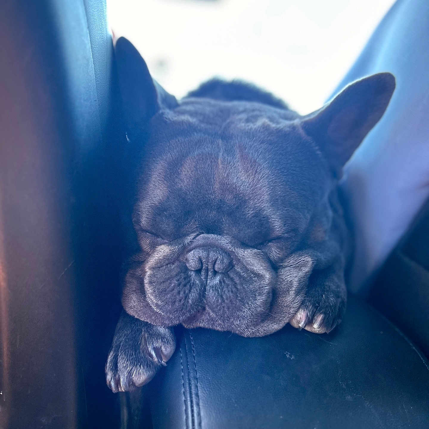 Ozzy is registered to the contest to win money with this photo: animal, boxer, bulldog, canine, chair, cushion, dog, frenchbulldog, furniture, homedecor, person, pet, pitbull, puppy, sleeping, snout