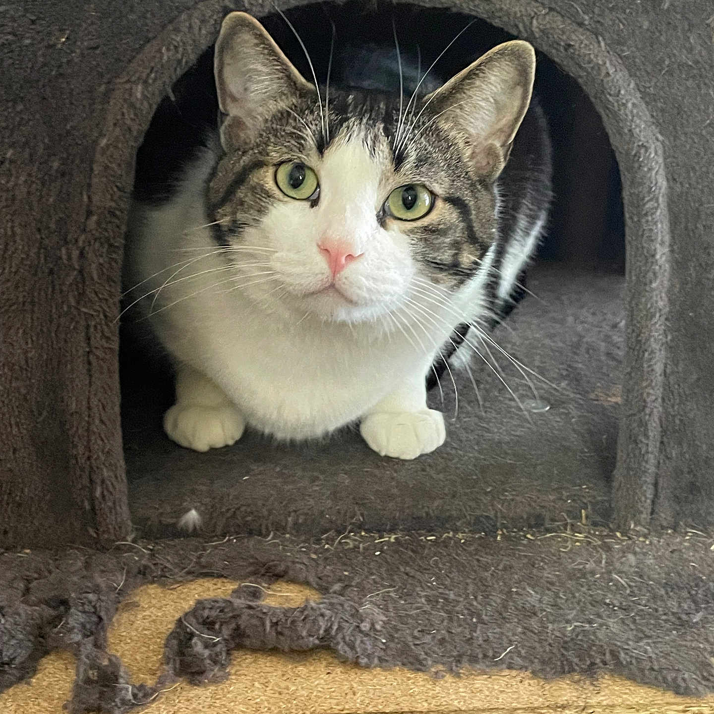 Charlie joined the competition — help win amazing prizes! animal, cat, cathouse, closeup, cozy, curious, ears, eyes, fabric, feline, fur, indoors, nose, paws, pet, resting, scratched, tabby, whiskers, white