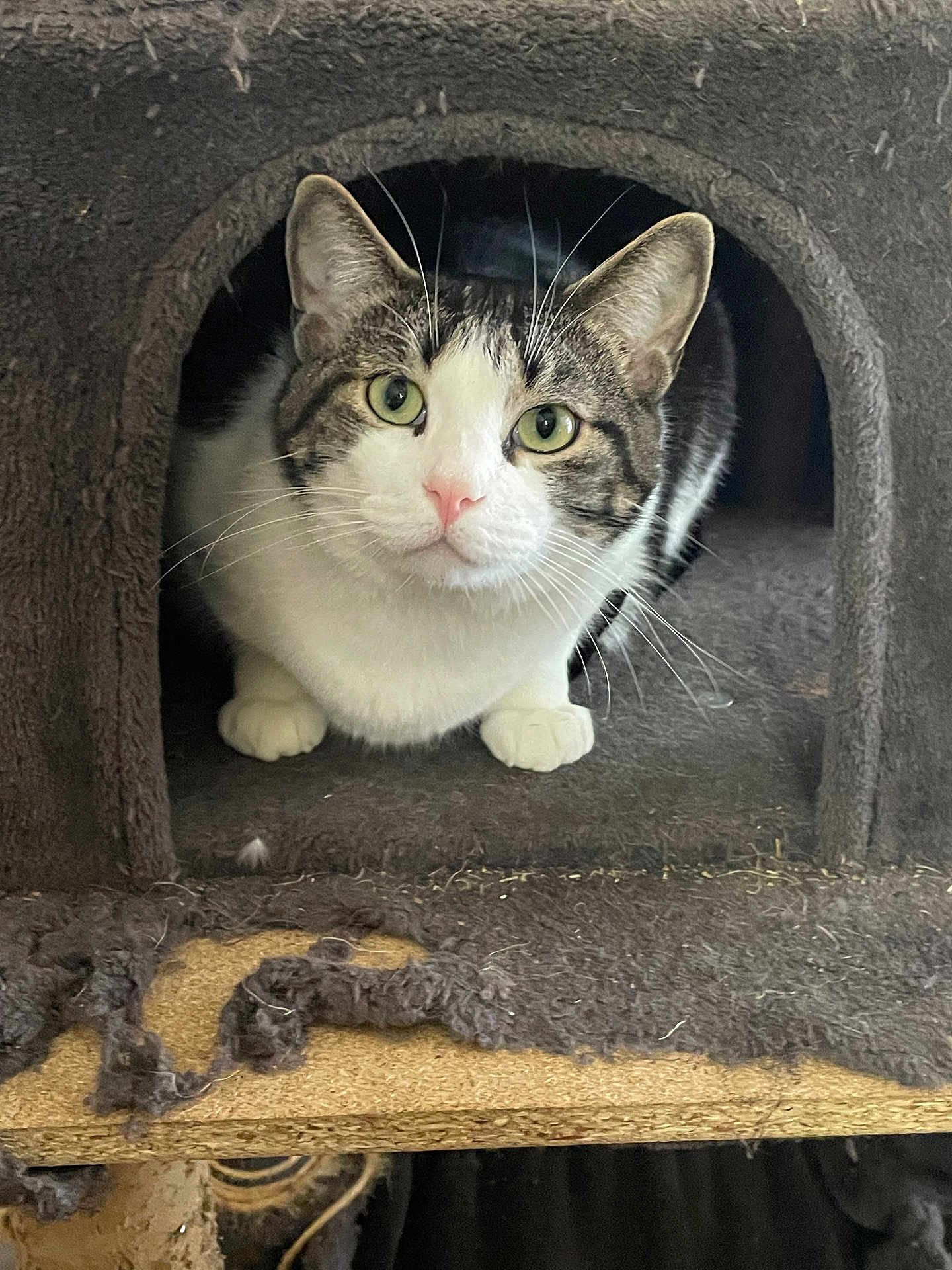 Charlie joined the competition — help win amazing prizes! cat, tabby, white, pet, animal, whiskers, ears, eyes, nose, paws, fur, indoors, cathouse, cozy, curious, resting, scratched, fabric, feline, closeup