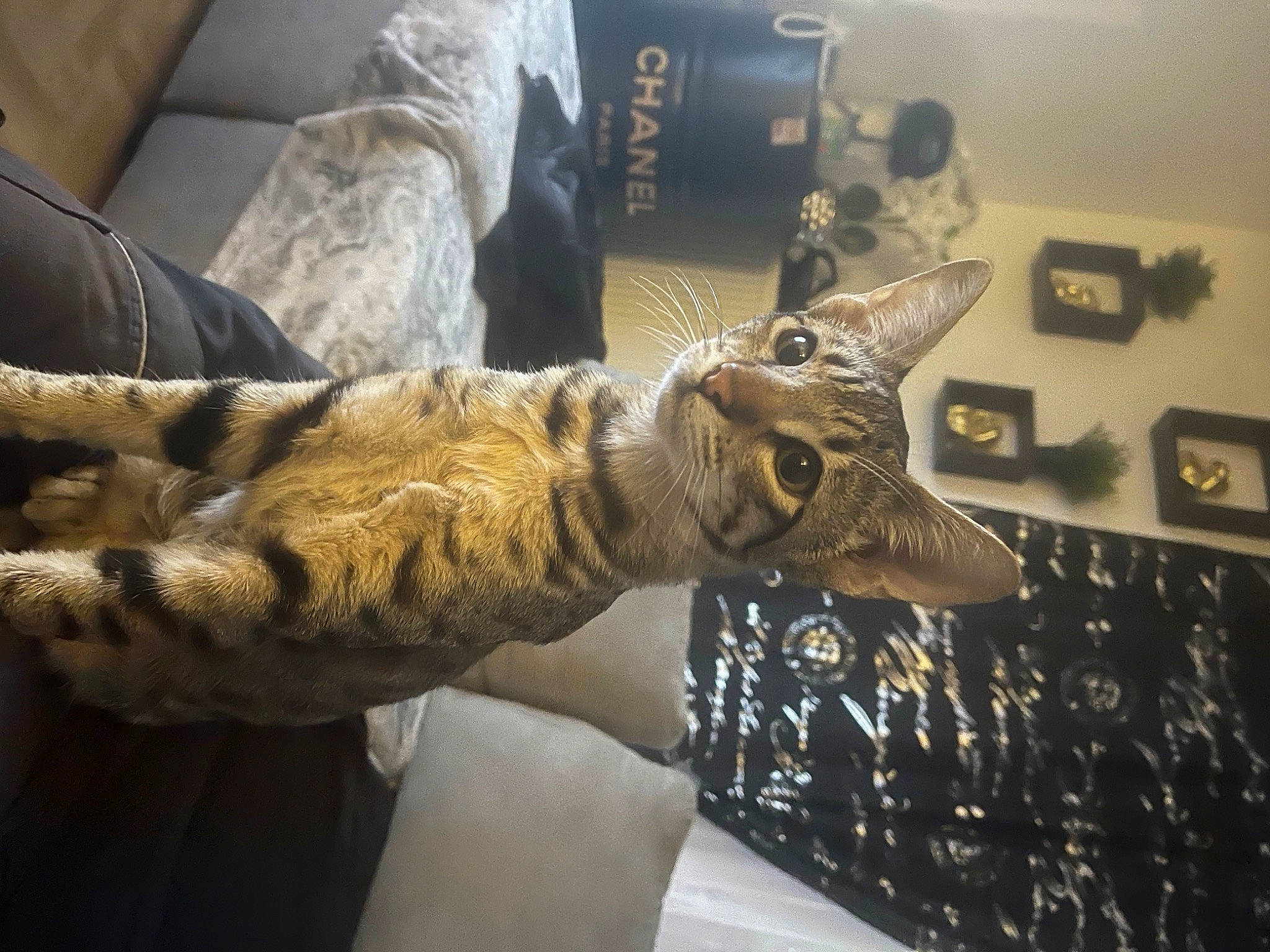 Yuta a rejoint le concours — aidez-le/la à gagner de superbes lots ! art, artifact, carnivore, cat, claw, comfort, couch, domestic_short_haired_cat, felidae, fur, metal, paw, room, small_to_medium_sized_cats, snout, tail, tourist_attraction, visual_arts, whiskers, wildlife