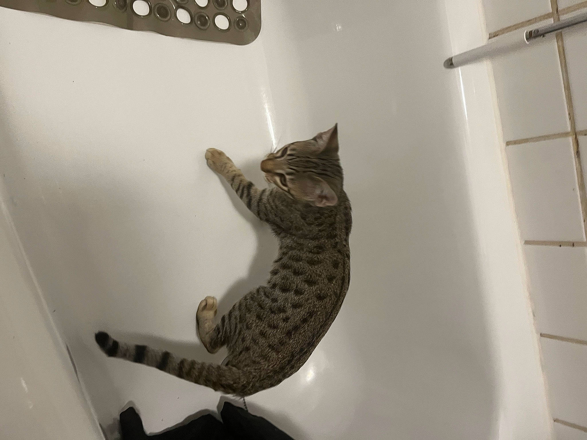 Yuta participe au concours pour gagner de l'argent avec cette photo : art, carnivore, cat, ceiling, domestic_short_haired_cat, felidae, grey, metal, monochrome, monochrome_photography, perching_bird, reptile, room, sculpture, shelf, small_to_medium_sized_cats, tail, vertebrate, whiskers, wood