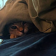 Mocha Cattuccino joined the competition — help win amazing prizes! cat, blanket, peeking, eyes, cozy, fabric, indoor, resting, curious, dark_blue, brown, fur, whiskers, plate, soft, hidden, closeup, pet, animal, comfort