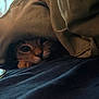 cat, blanket, peeking, eyes, cozy, fabric, indoor, resting, curious, dark_blue, brown, fur, whiskers, plate, soft, hidden, closeup, pet, animal, comfort