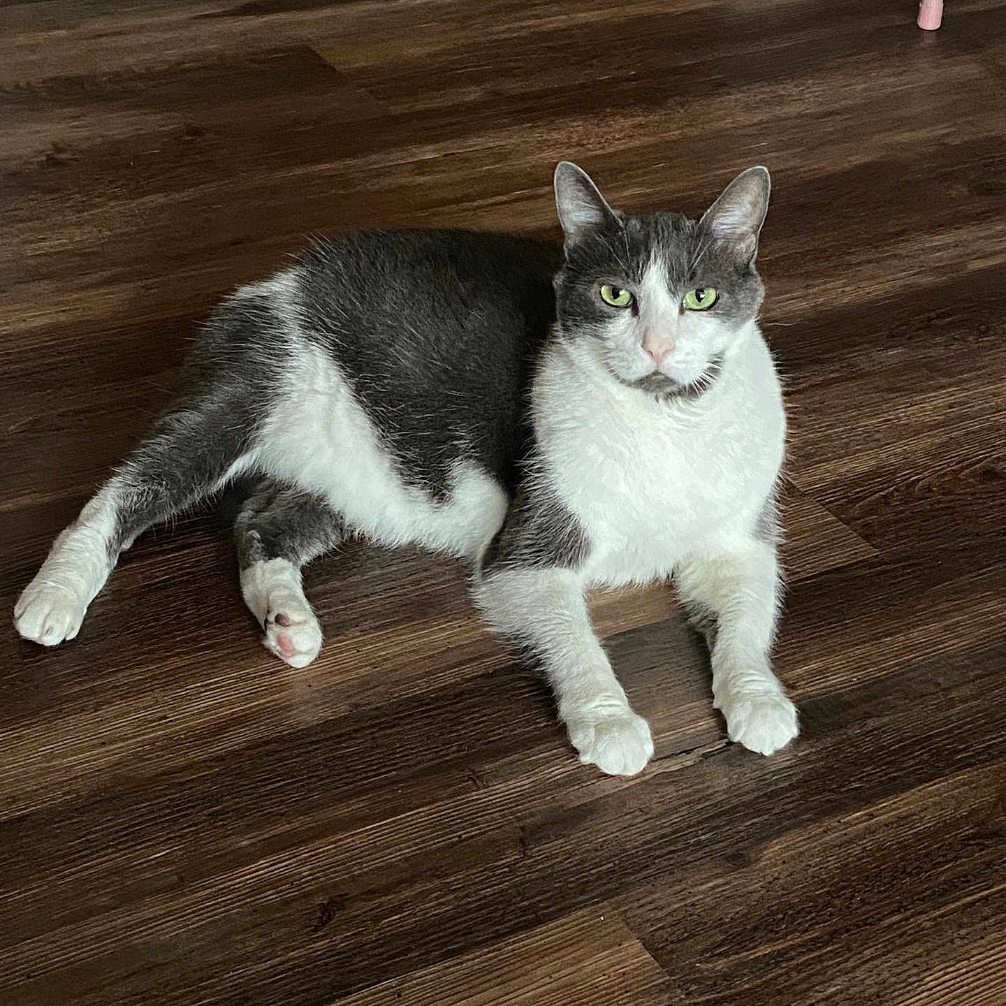 Boots joined the competition — help win amazing prizes! animal, calm, cat, domestic_cat, ears, feline, floor, fur, gray_and_white, house_pet, indoor, looking_at_camera, lying_down, paws, pet, quiet, relaxed, resting, whiskers, wooden_floor