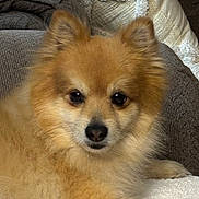 Flash is registered to the contest to win money with this photo: dog, pomeranian, pet, fluffy, brown_fur, couch, indoor, close_up, animal, fur, face, ears, nose, eyes, resting, cozy, home, cute, small_dog, portrait