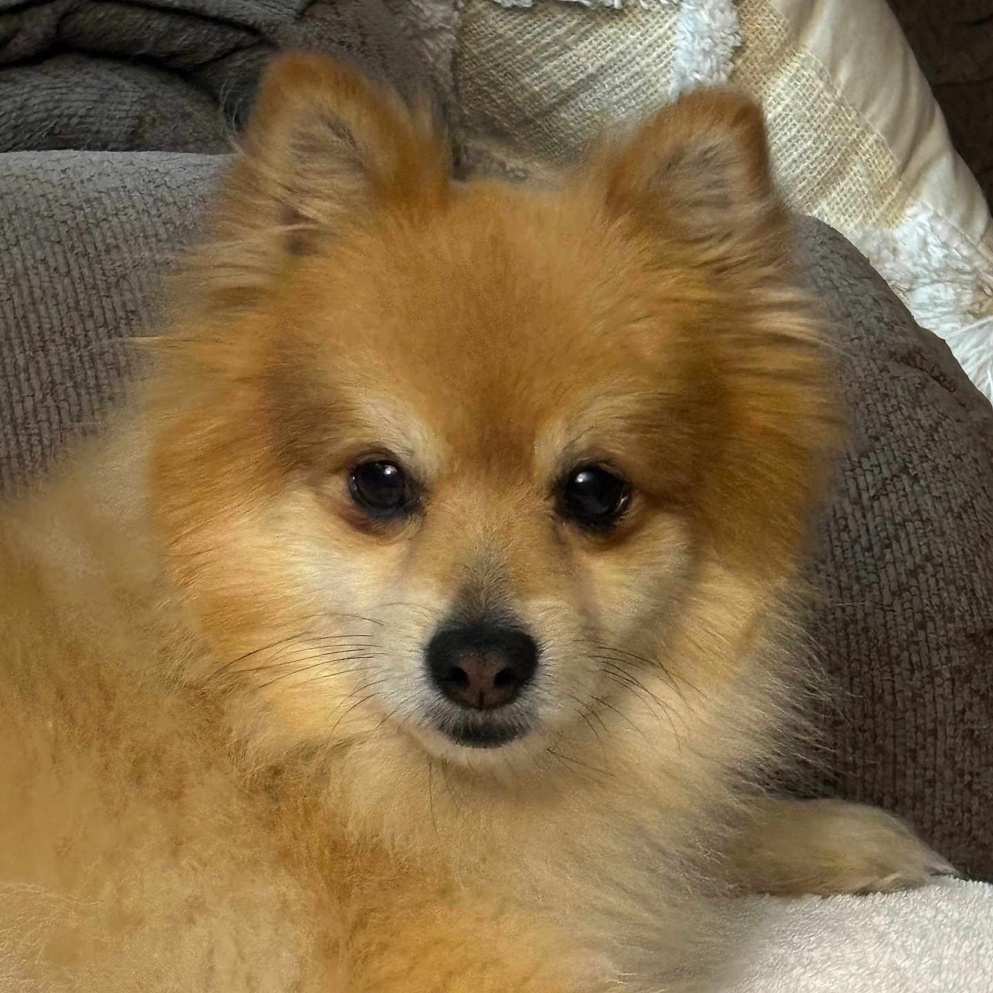 Flash is registered to the contest to win money with this photo: dog, pomeranian, pet, fluffy, brown_fur, couch, indoor, close_up, animal, fur, face, ears, nose, eyes, resting, cozy, home, cute, small_dog, portrait