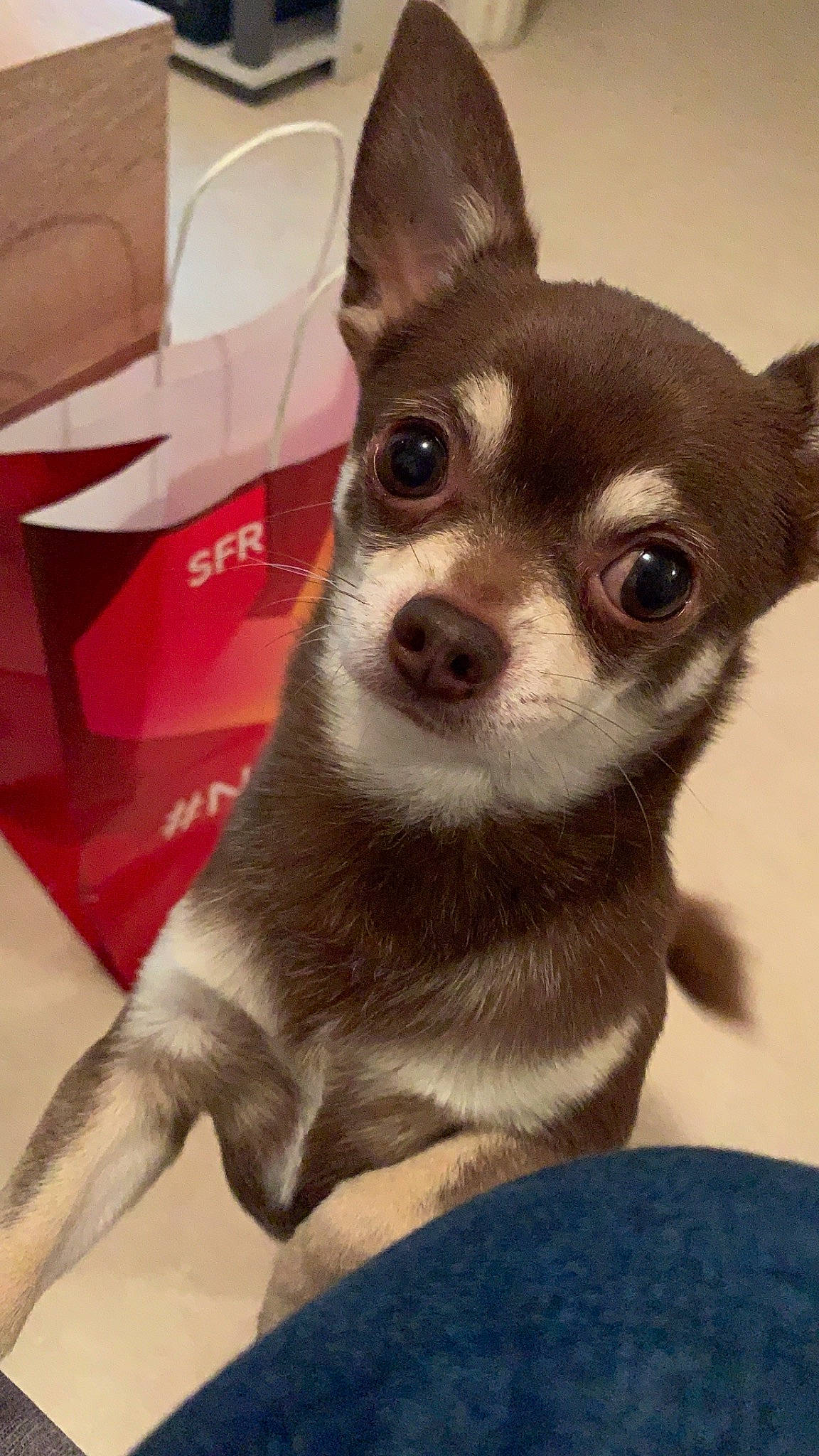 Olaf a rejoint le concours — aidez-le/la à gagner de superbes lots ! canidae, carnivore, chihuahua, companion_dog, corgi_chihuahua, dog, dog_breed, ear, fawn, mammal, nose, puppy, rare_breed_dog, skin, snout, toy_dog, vertebrate, whiskers