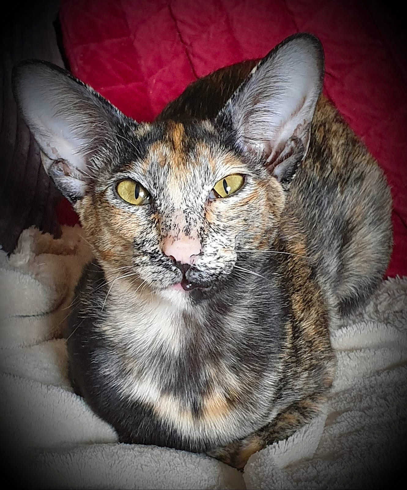 Philae participe au concours pour gagner de l'argent avec cette photo : asian, carnivore, cat, chausie, domestic_short_haired_cat, dragon_li, egyptian_mau, european_shorthair, eye, felidae, german_rex, kitten, mammal, oriental_longhair, oriental_shorthair, small_to_medium_sized_cats, snout, tabby_cat, vertebrate, whiskers