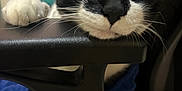 Booba is registered to the contest to win money with this photo: alloywheel, animal, car, carwheel, cat, chair, computer, cushion, electronics, furniture, kitten, laptop, machine, pc, pet, spoke, tire, transportation, vehicle, wheel