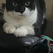 Booba joined the competition — help win amazing prizes! cat, black_and_white, paws, leather_purse, indoor, close_up, pet, animal, fur, whiskers, face, eyes, resting, domestic_cat, black, white, chain, fabric, background, cozy