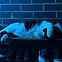 Booba joined the competition — help win amazing prizes! animal, black_and_white, blue_light, brick_wall, cat, cozy, feline, fur, home, indoor, napping, paw, pet, quiet, relaxed, resting, shoe_rack, shoes, sleeping, wood