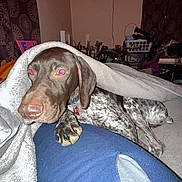 Týr joined the competition — help win amazing prizes! dog, german_shorthaired_pointer, canine, blanket, paw, collar, bed, indoors, cozy, red_leds, tv, laundry_basket, clutter, night, flash_red_eye, fur, nose, eyes, second_dog, portrait