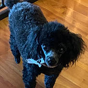 Gingin is registered to the contest to win money with this photo: dog, poodle, black_dog, curly_fur, pet, indoor, wooden_floor, looking_up, animal, canine, fur, floor, railing, domestic_animal, companion, cute, small_dog, curious, standing, accessory