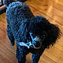 dog, poodle, black_dog, curly_fur, pet, indoor, wooden_floor, looking_up, animal, canine, fur, floor, railing, domestic_animal, companion, cute, small_dog, curious, standing, accessory