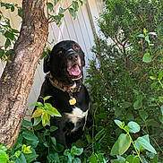 Jack Jack joined the competition — help win amazing prizes! dog, black_dog, pet, animal, outdoor, greenery, plants, tree, fence, collar, sunlight, happy, nature, smiling, fur, leaves, bush, canine, tongue, garden