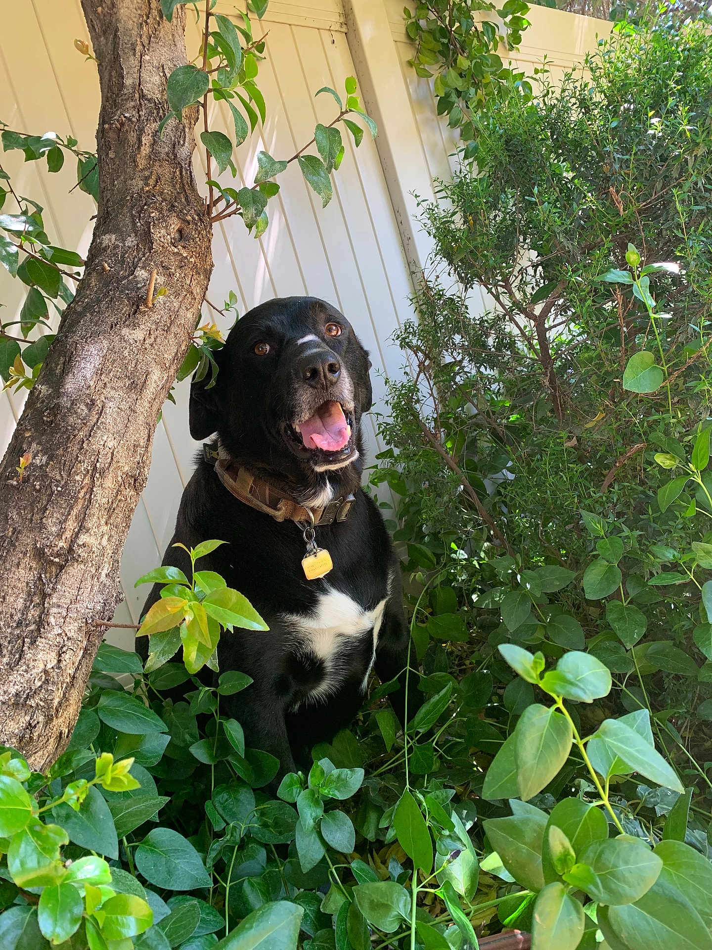 Jack Jack joined the competition — help win amazing prizes! dog, black_dog, pet, animal, outdoor, greenery, plants, tree, fence, collar, sunlight, happy, nature, smiling, fur, leaves, bush, canine, tongue, garden