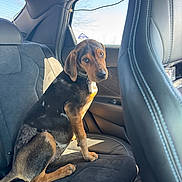 Joker is registered to the contest to win money with this photo: dog, pet, car_interior, backseat, window, sunlight, collar, animal, sitting, brown, black, ears, tail, fur, domestic_animal, looking_back, seat, leather, vehicle, daytime