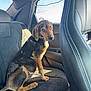 dog, pet, car_interior, backseat, window, sunlight, collar, animal, sitting, brown, black, ears, tail, fur, domestic_animal, looking_back, seat, leather, vehicle, daytime