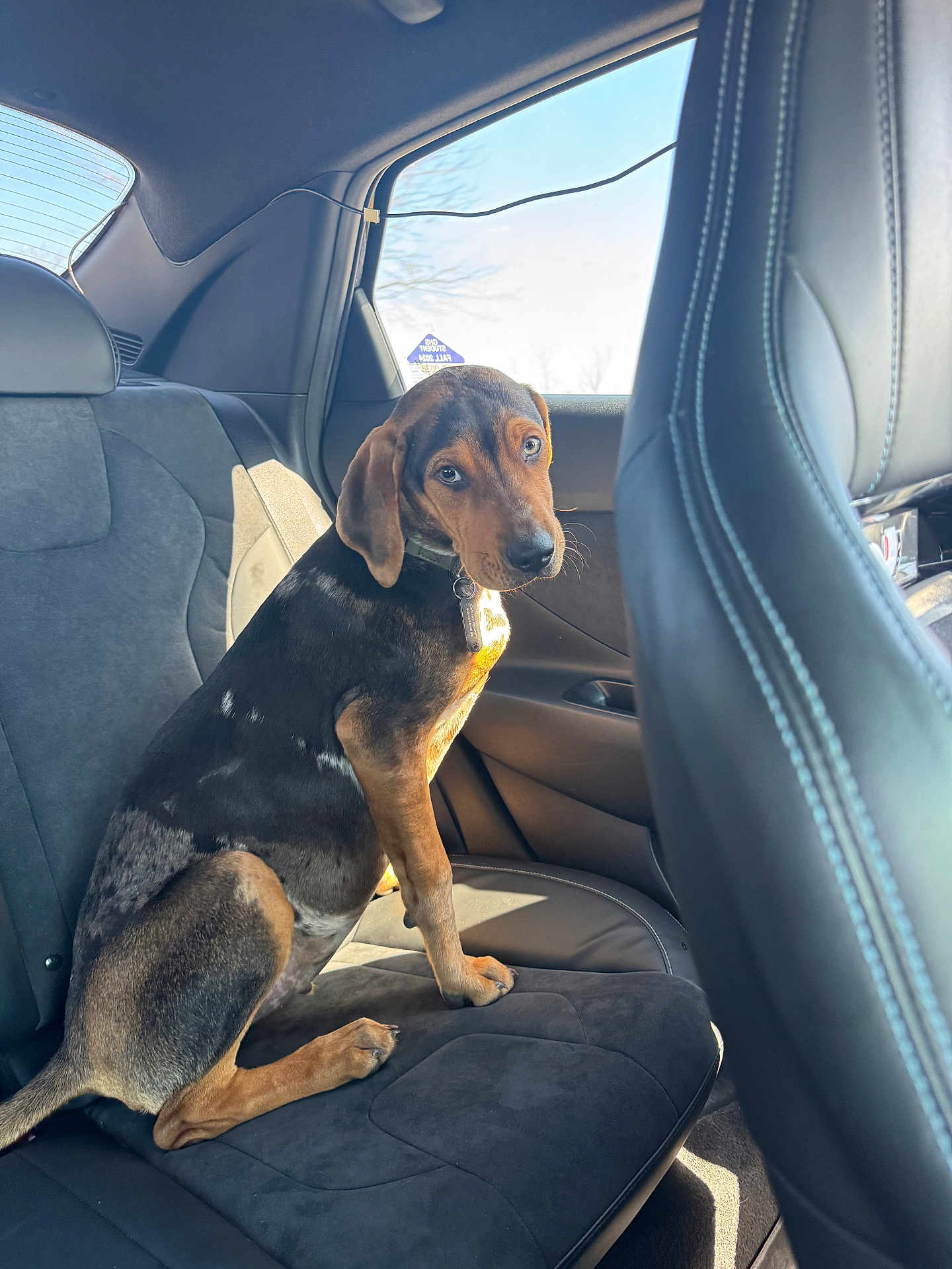 Joker is registered to the contest to win money with this photo: dog, pet, car_interior, backseat, window, sunlight, collar, animal, sitting, brown, black, ears, tail, fur, domestic_animal, looking_back, seat, leather, vehicle, daytime