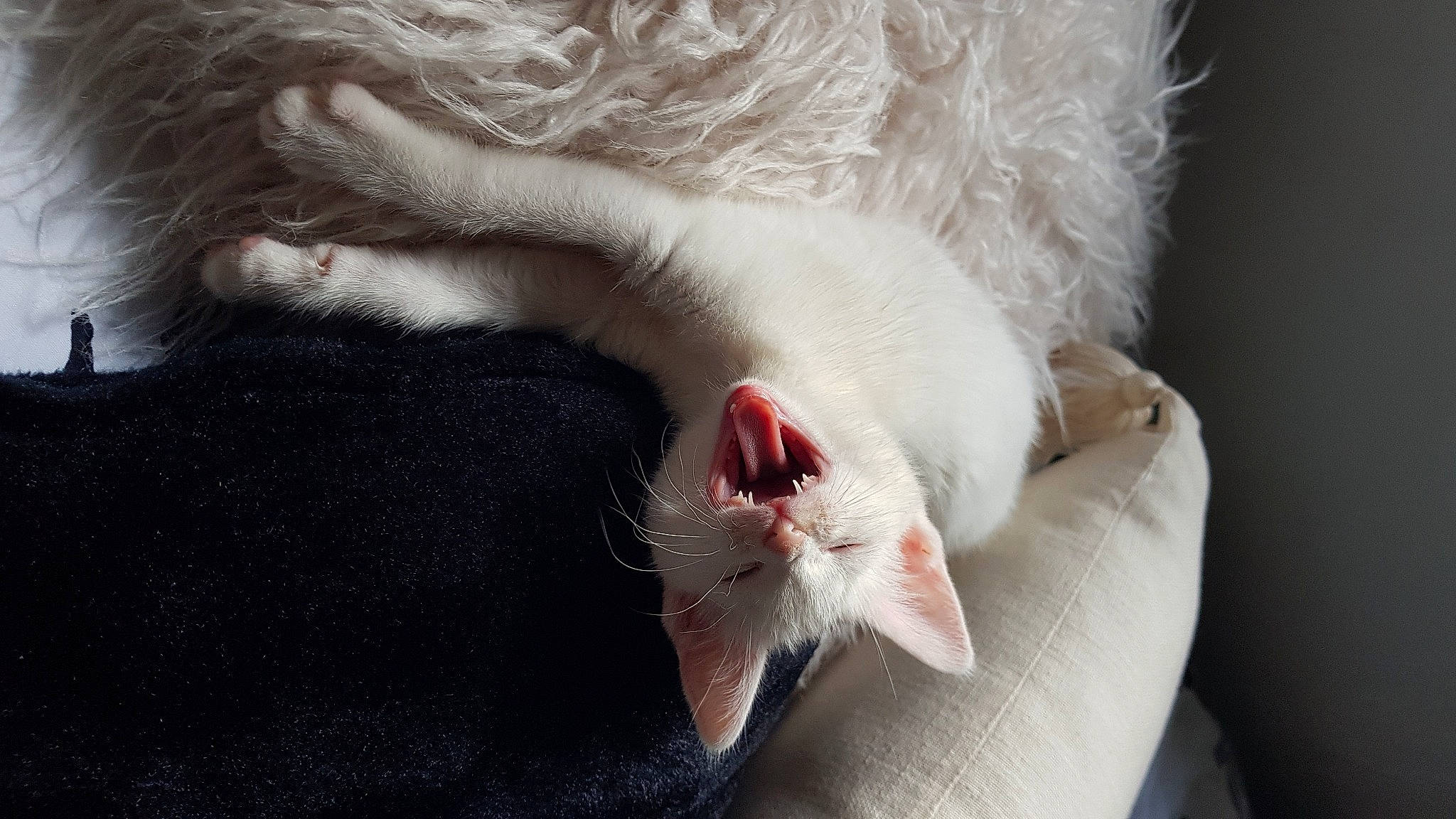 Marié joined the competition — help win amazing prizes! carnivore, cat, claw, comfort, fang, felidae, flesh, foot, fur, gesture, human_leg, nail, paw, small_to_medium_sized_cats, snout, tail, toe, whiskers