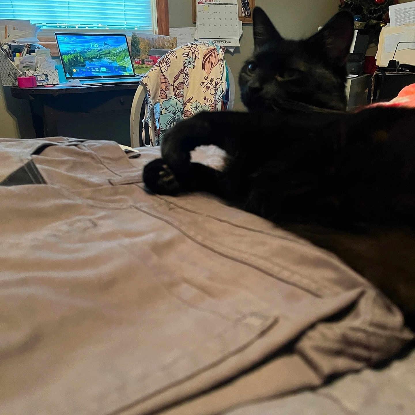 Bubby is registered to the contest to win money with this photo: animal, bed, bedroom, blanket, cat, computer, computerhardware, couch, electronics, furniture, hardware, homedecor, indoors, laptop, monitor, pc, person, pet, room, screen