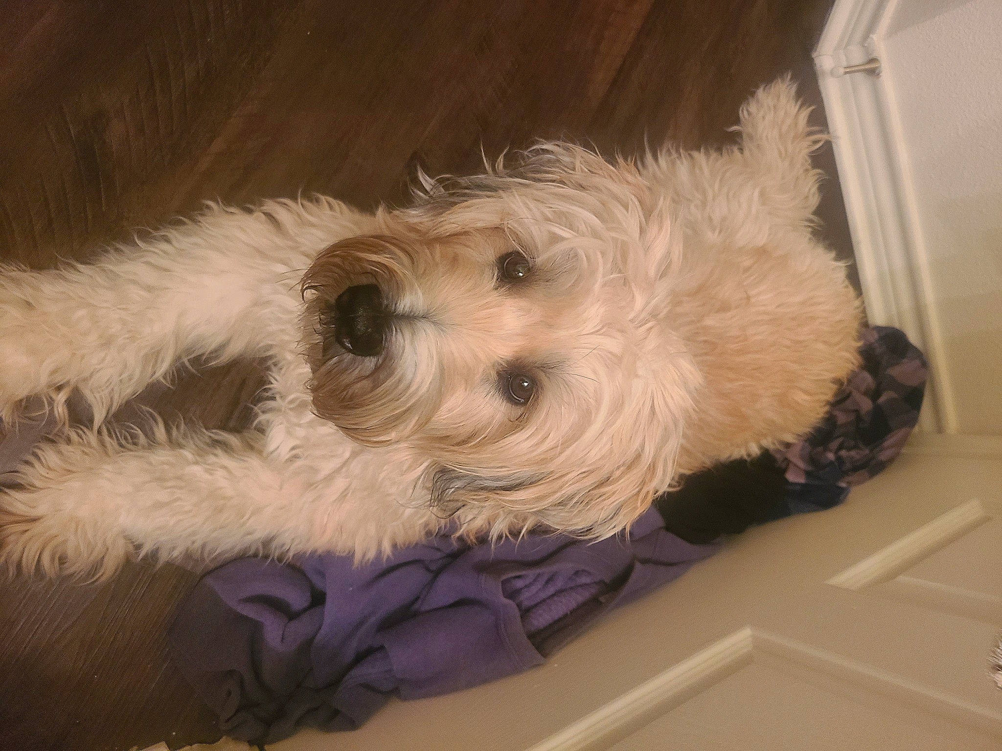 Riley is registered to the contest to win money with this photo: biewer_terrier, canidae, carnivore, companion_dog, dog, dog_breed, fur, labradoodle, maltepoo, non_sporting_group, poodle_crossbreed, small_terrier, snout, sporting_group, terrier, toy_dog, water_dog, working_animal, yorkipoo