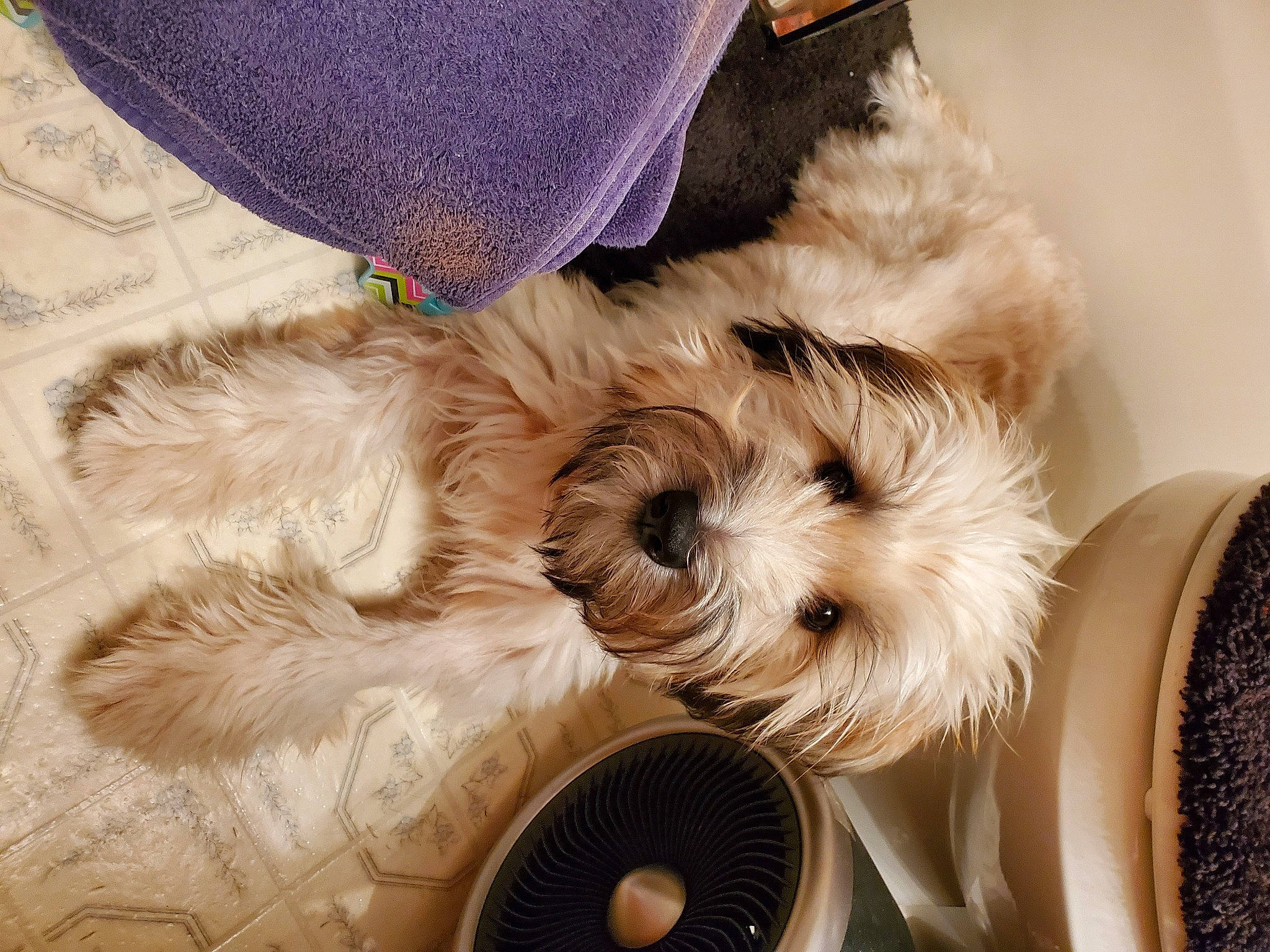 Riley is registered to the contest to win money with this photo: audio_equipment, carnivore, comfort, companion_dog, dog, dog_breed, dog_supply, fashion_accessory, fawn, feather, flooring, fur, hat, snout, sporting_group, stuffed_toy, textile, toy, toy_dog, whiskers