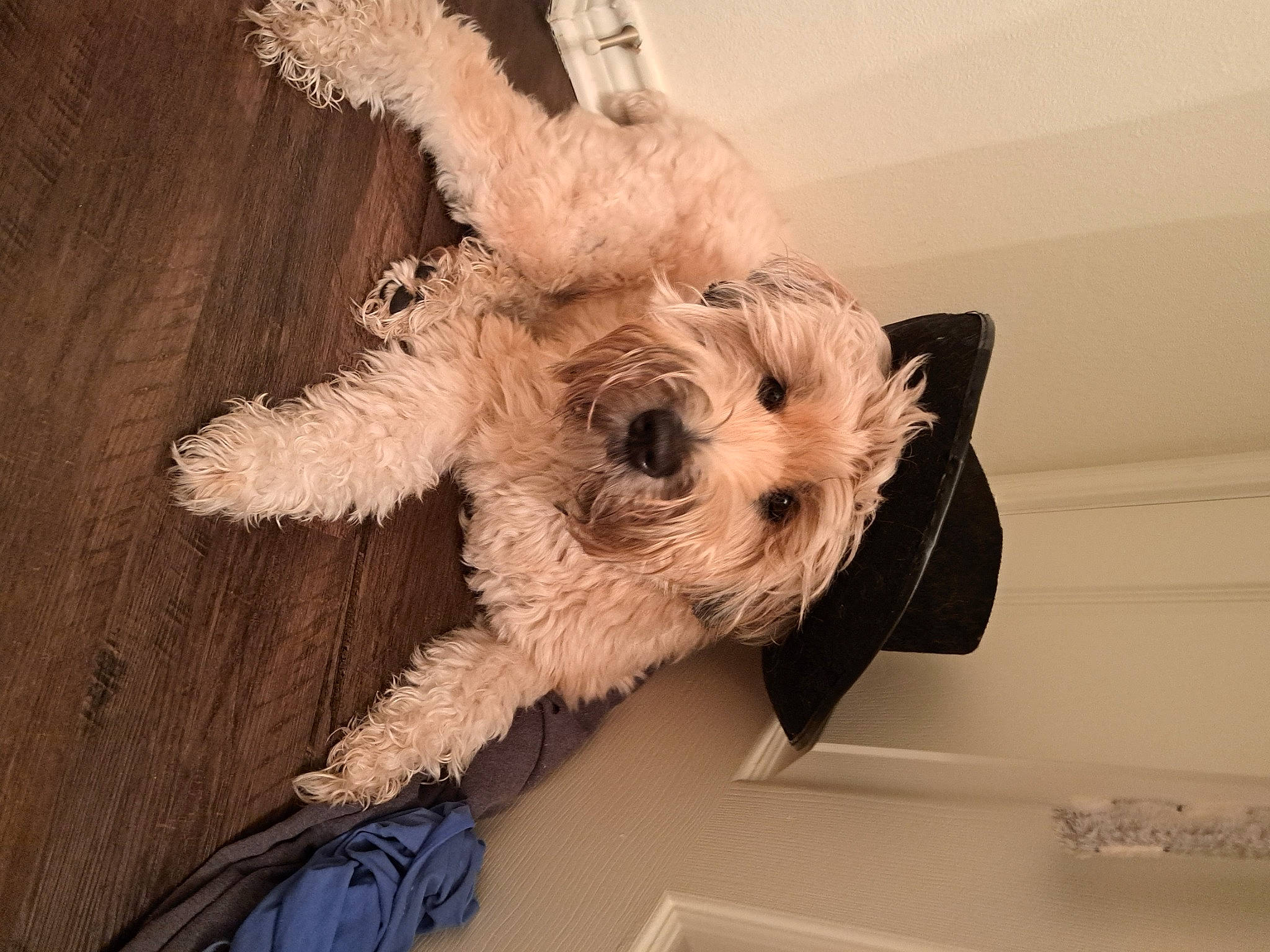 Riley joined the competition — help win amazing prizes! carnivore, companion_dog, dog, dog_breed, dog_clothes, dog_supply, event, fur, non_sporting_group, small_terrier, stuffed_toy, terrier, toy, toy_dog, wood, working_animal