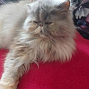 Praline a rejoint le concours — aidez-le/la à gagner de superbes lots ! cat, persian_cat, pet, fluffy, long_hair, feline, indoor, portrait, close_up, whiskers, paw, blanket, red_blanket, fur, sleepy, grumpy, home, cozy, couch, relaxed