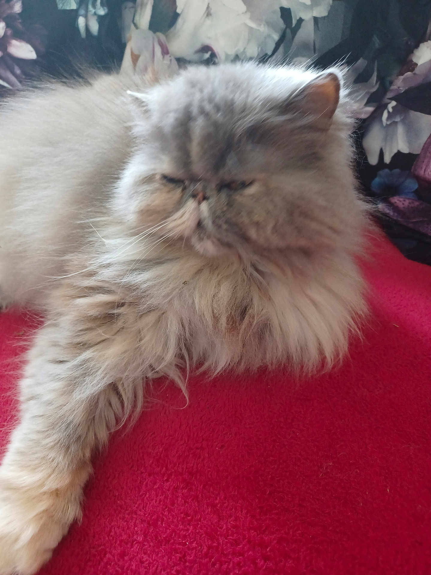Praline a rejoint le concours — aidez-le/la à gagner de superbes lots ! cat, persian_cat, pet, fluffy, long_hair, feline, indoor, portrait, close_up, whiskers, paw, blanket, red_blanket, fur, sleepy, grumpy, home, cozy, couch, relaxed