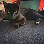 black_cat, cat, pet, animal, indoor, fur, whiskers, eyes, relaxing, laying_down, curious, domestic_cat, paw, close_up, feline, household, texture, carpet, indoors, resting