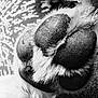 dog_paw, paw_pad, close_up, macro, fur, texture, black_and_white, pet, canine, paw, pads, nails, upholstery, fabric, detail, grooming, mammal, animal, soft, fabric_background