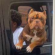 Rusty is registered to the contest to win money with this photo: dog, car, window, animal, pet, brown_dog, white_paws, wrinkled_face, person, curly_hair, vehicle, side_view, outdoor, road, leisure, transportation, canine, companion, looking_out, resting_paws