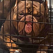Rusty joined the competition — help win amazing prizes! animal, brown, bulldog, cage, canine, closeup, companion, confined, crate, dog, expression, face, floor, fur, indoor, paw, pet, resting, teeth, wrinkles