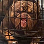 dog, bulldog, crate, cage, pet, animal, brown, face, wrinkles, teeth, indoor, floor, paw, fur, closeup, expression, resting, confined, canine, companion