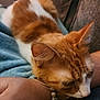cat, orange_cat, white_cat, pet, resting, close_up, feline, indoor, couch, blanket, human_arm, bracelet, fur, whiskers, comfort, relaxation, animal, domestic, sleepy, cozy