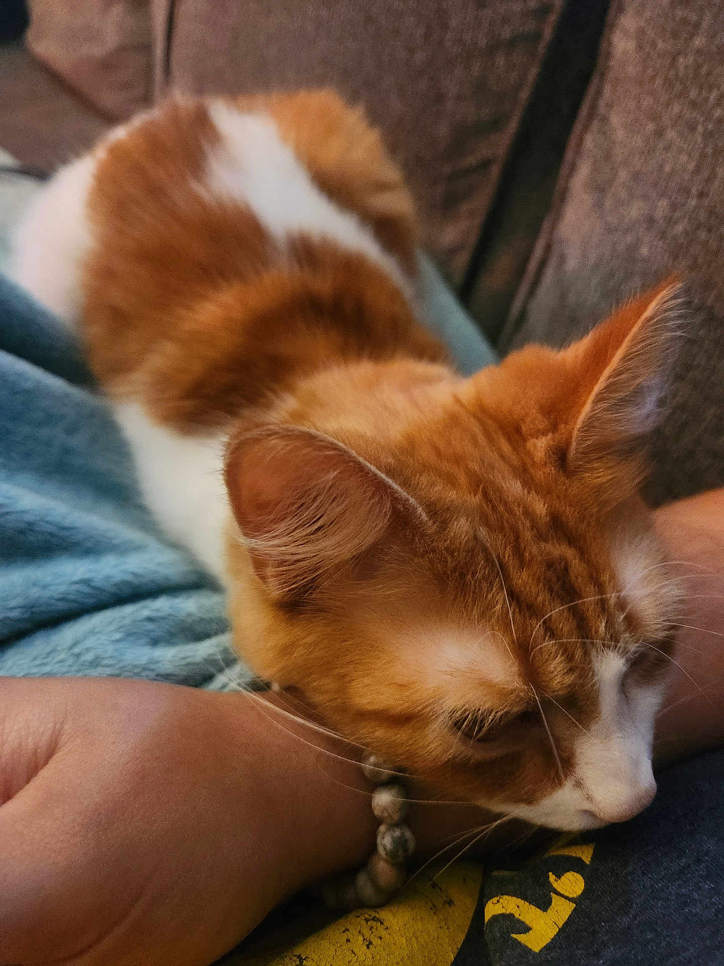 Chloe is registered to the contest to win money with this photo: cat, orange_cat, white_cat, pet, resting, close_up, feline, indoor, couch, blanket, human_arm, bracelet, fur, whiskers, comfort, relaxation, animal, domestic, sleepy, cozy