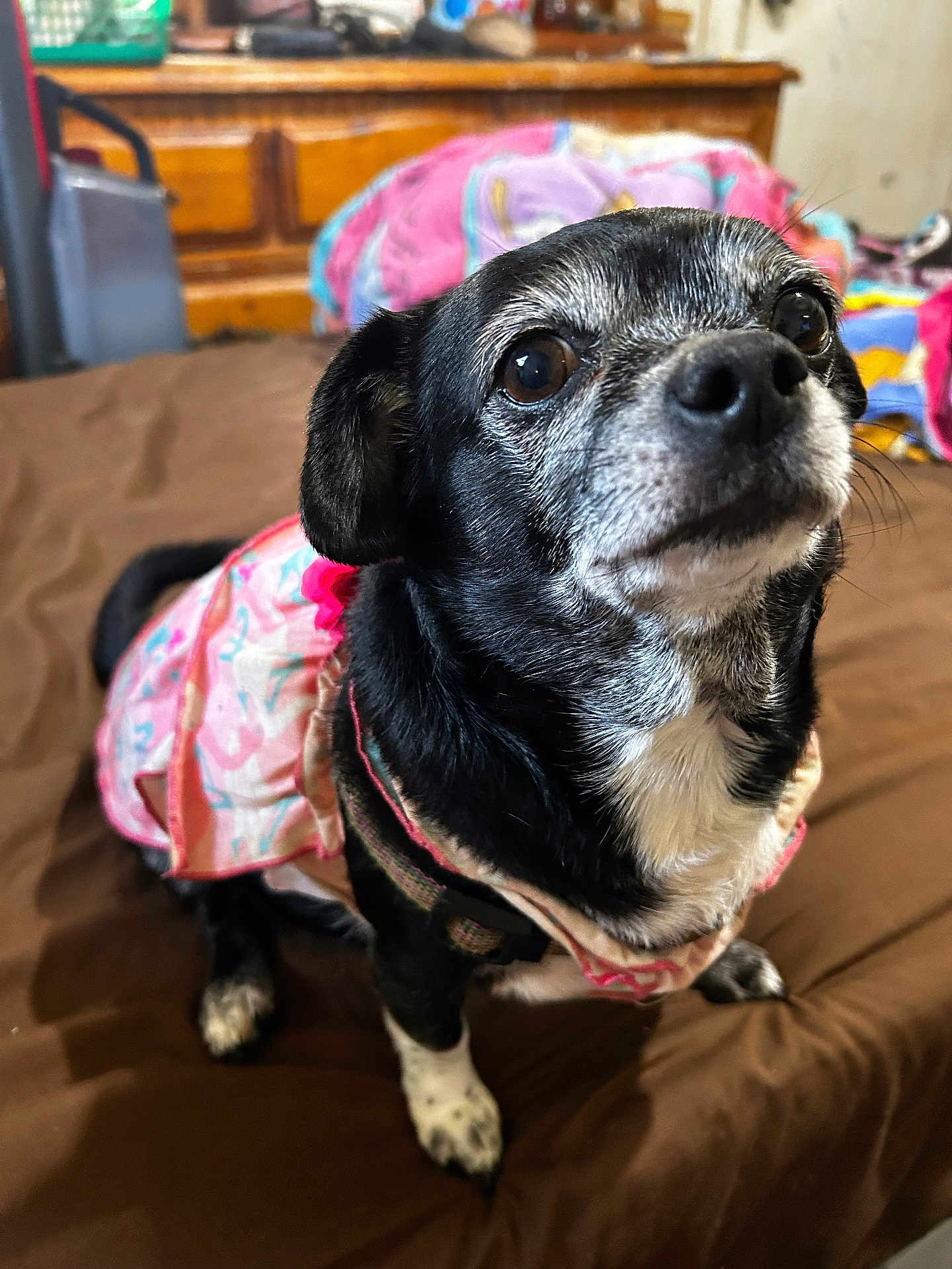 Cardi joined the competition — help win amazing prizes! dog, pet, black_and_white, dress, bed, indoor, fur, animal, cute, small_dog, attentive, clothing, domestic, canine, bedroom, furniture, close_up, portrait, sitting, companion