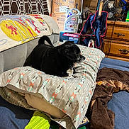 Cardi joined the competition — help win amazing prizes! dog, black_dog, pillow, blanket, bed, green_sock, phone, fan, box, furniture, room, indoor, cozy, sleeping, resting, clutter, wooden_drawer, fabric, patterned_pillow, animal