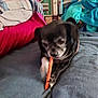 Cardi is registered to the contest to win money with this photo: dog, pet, treat, blanket, bed, indoor, black_dog, canine, paw, snack, cozy, household, bedding, comfort, animal, companion, cute, resting, fur, clutter